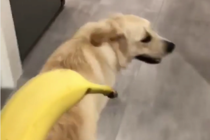 Vidéo - Le chien qui a peur des fruits et des légumes